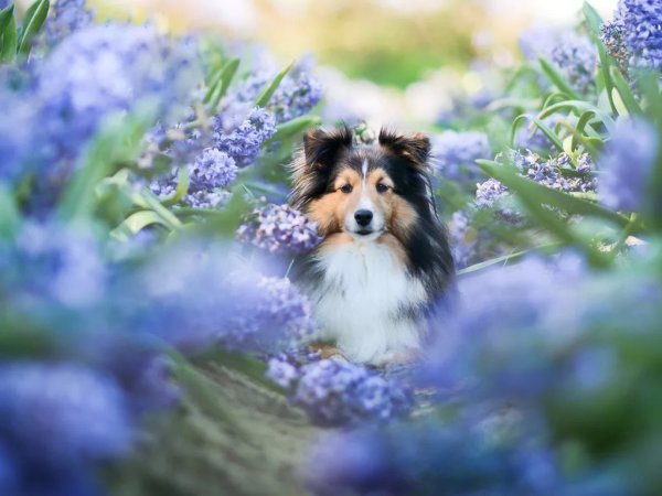 Весенние щенки