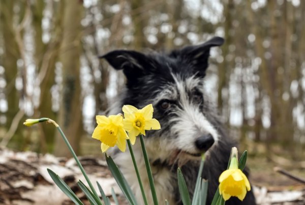 Собака весной