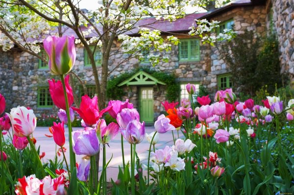 Тюльпаны в саду