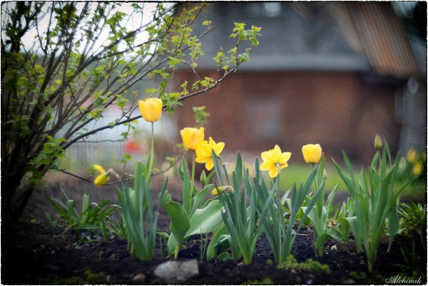 Дача. Весна