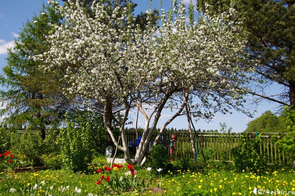 Участок весной