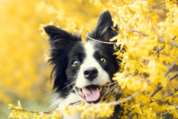 Бордер колли Весна