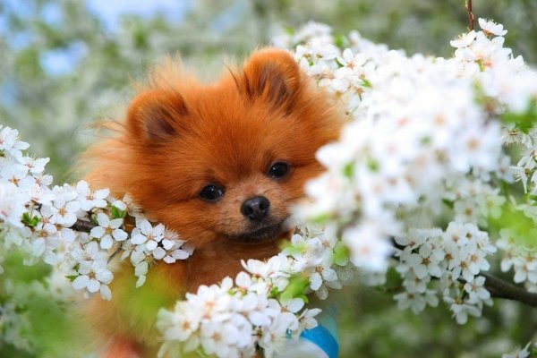 Цветы собачки