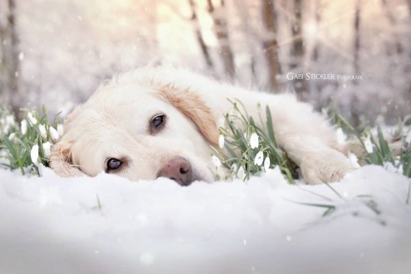 Собака и подснежники