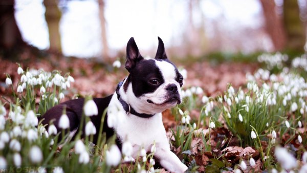 Щенок Весна