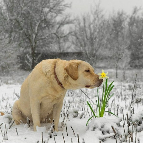 Весенний лабрадор