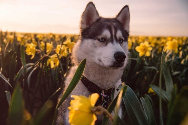 Хаски в цветах