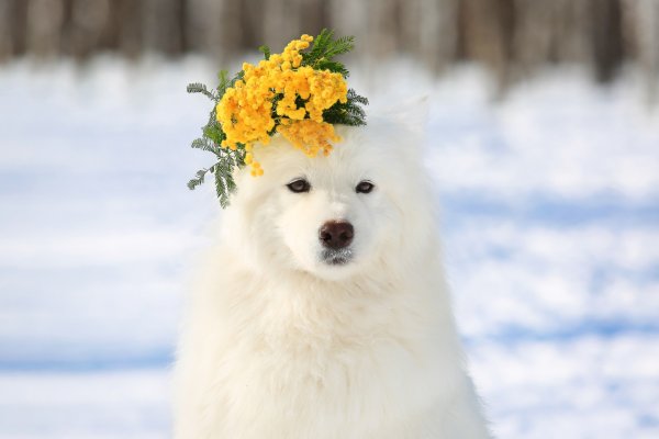 Щенок самоеда зима