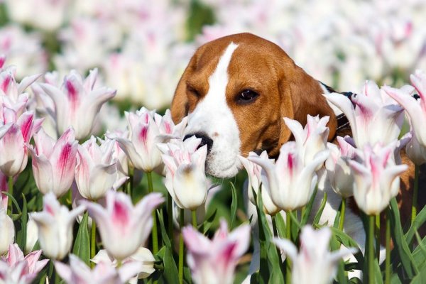 Бигль с цветами