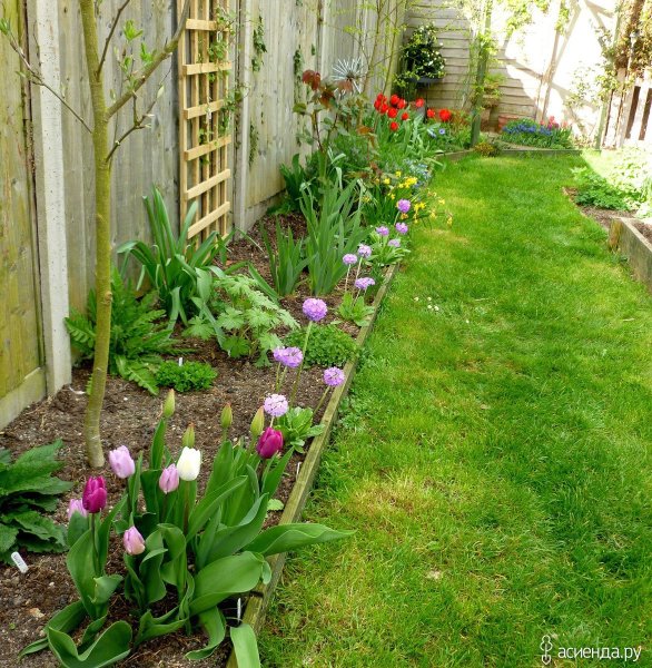 Мой сад весной