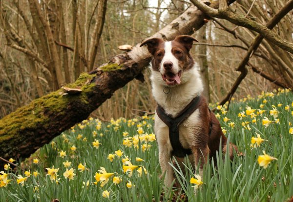 Собака на улице весной