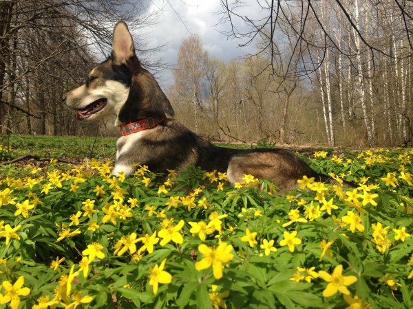 Собака Весна