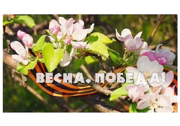 Цветы яблони 9 мая