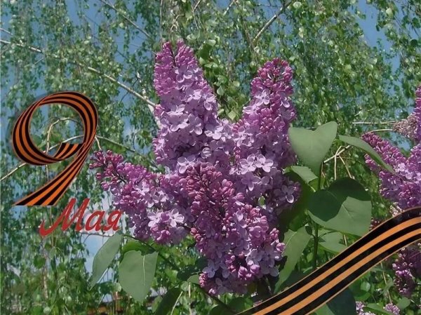 Сирень Победы с георгиевской лентой