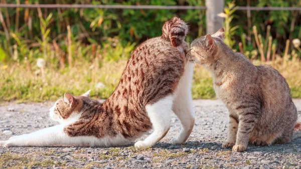 Кошка гуляет