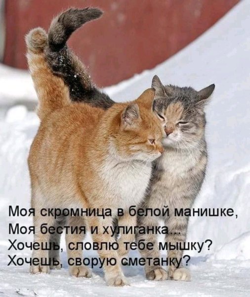 Хорошего дня юмор