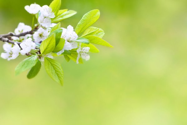 Подснежники на Светлом фоне