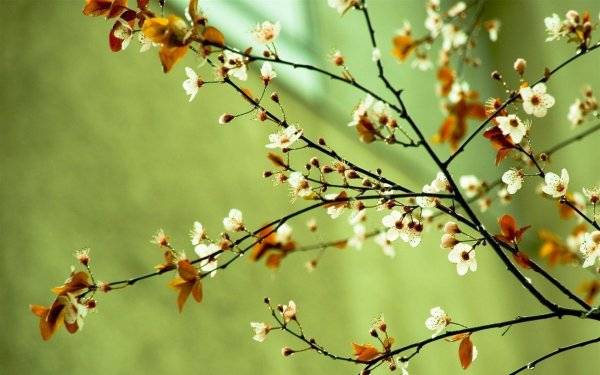 Весна природа