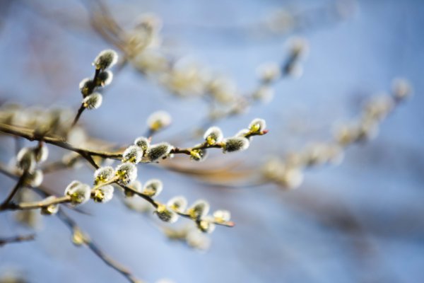 Весенние цветы