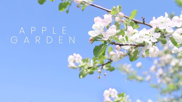 Сказочная скрипка