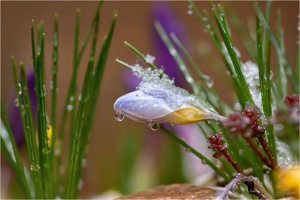 Птицы весной