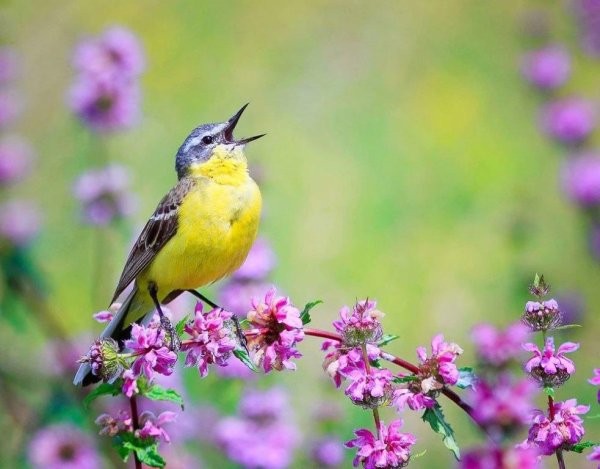 Птицы в весеннем саду