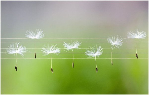 Постер скрипка