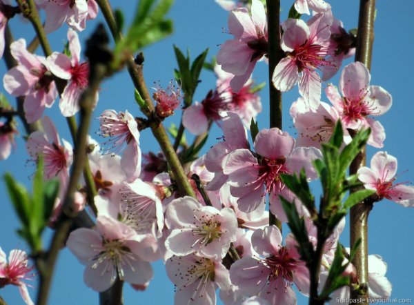 Вивальди времена года