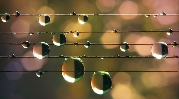 Птицы в яблоневом саду