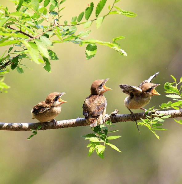 Птички поют