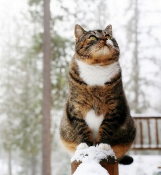 Кот чует весну