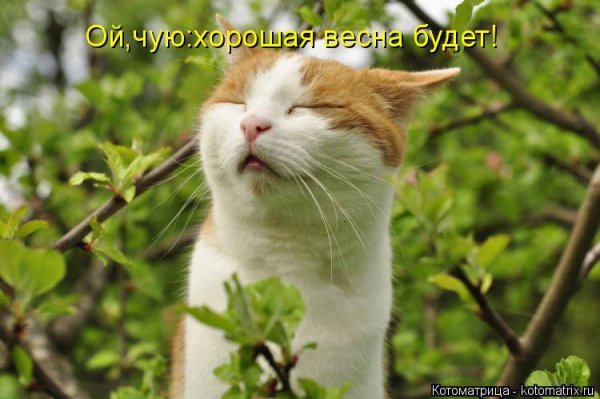 Собака и подснежники