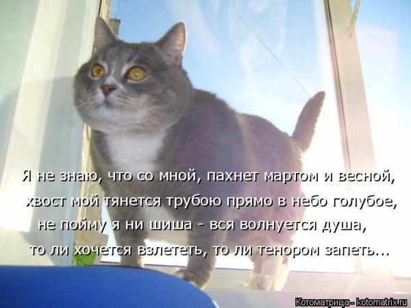 День мартовских котов