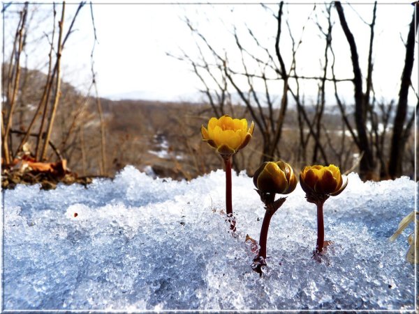 Подснежники Приморский край