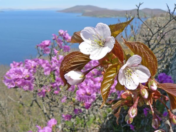 Приморье весной