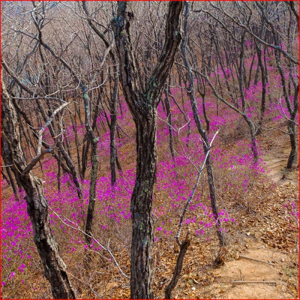 Природа Приморского края весной