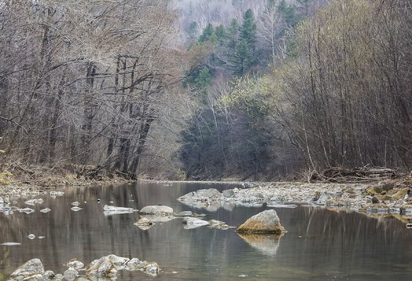 Растения и животные реки Аввакумовка