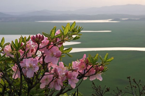 Рододендрон багульник Дальневосточный