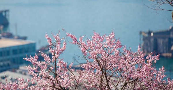 Цветущий Владивосток