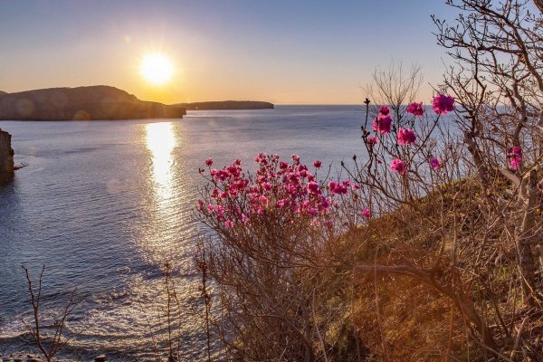 Багульник на Байкале