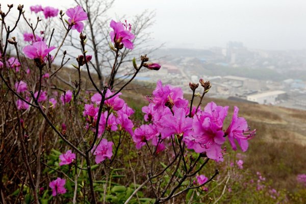Рододендрон багульник Дальневосточный