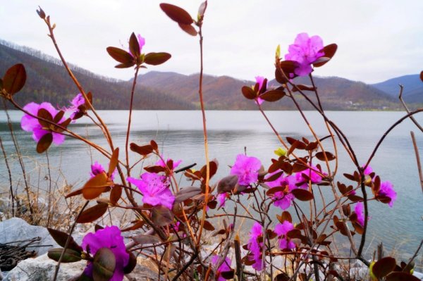 Рододендрон Шлиппенбаха Флора дальнего Востока