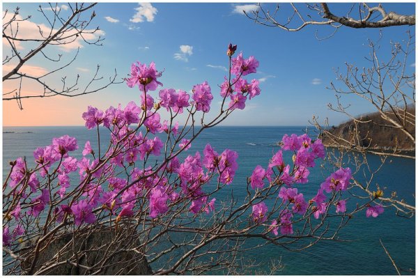 Багульник в Приморье