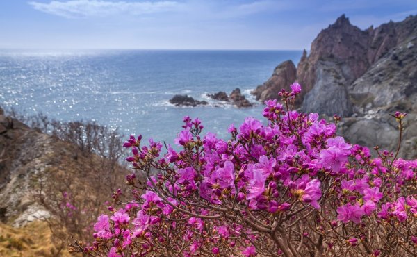 Рододендрон Даурский Приморский край