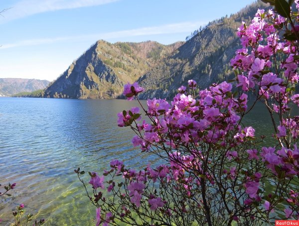 Багульник на Байкале