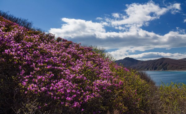 Багульник в Приморье