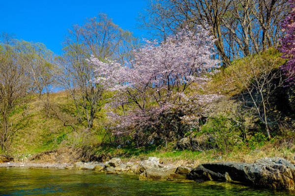 Багульник в Приморье