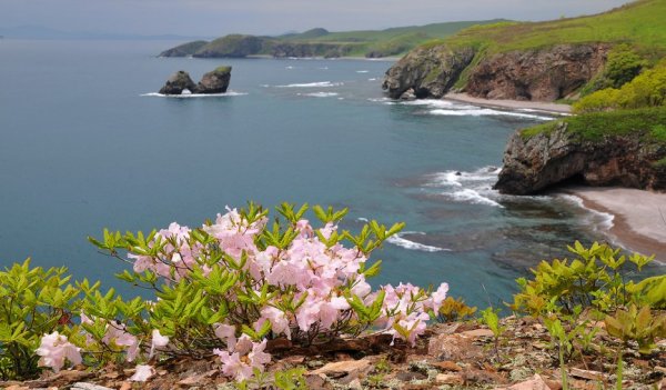 Багульник у моря Приморский край