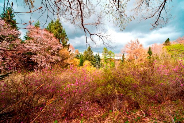 Рододендрон Шлиппенбаха