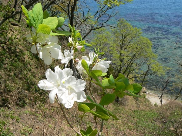 Приморье рододендрон